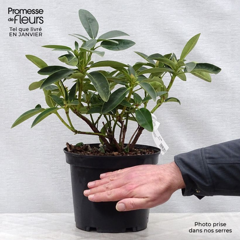 Amostra de Rhododendron Olga - Grand Rhododendron Pot de 4L/5L tal como entregue no inverno
