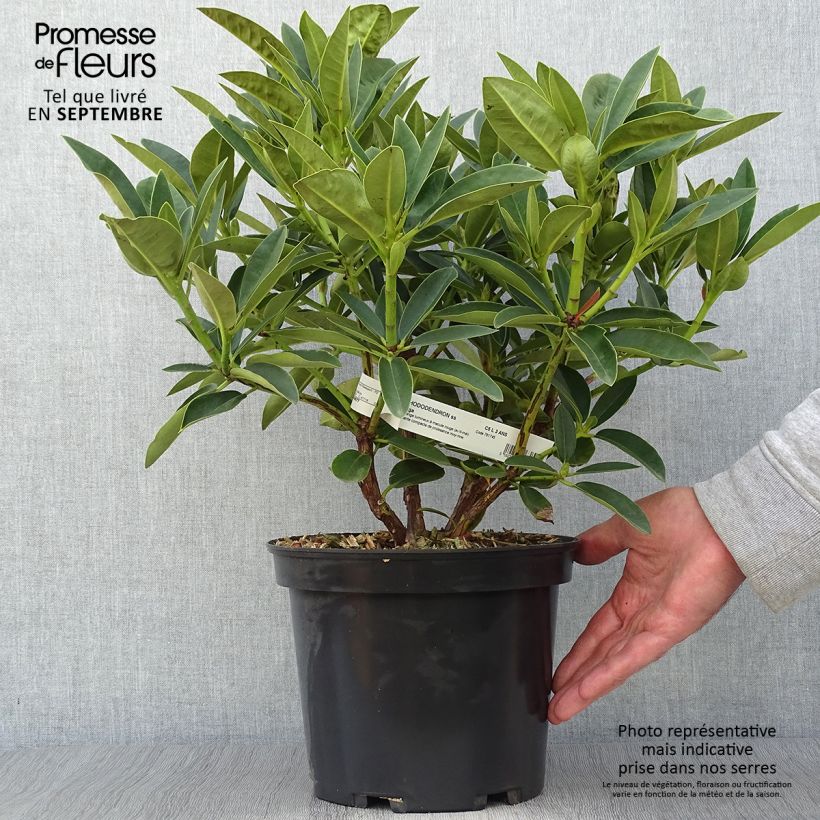Amostra de Rhododendron Olga Vaso de 4 L/5 L tal como entregue no outono