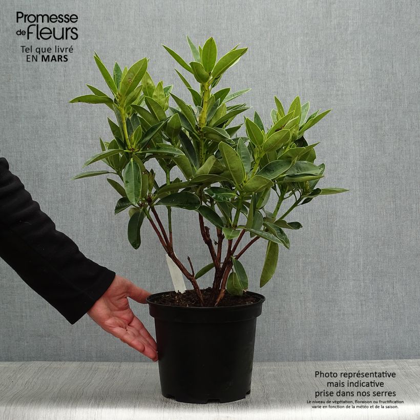 Amostra de Rhododendron Olga Vaso de 4 L/5 L tal como entregue na primavera