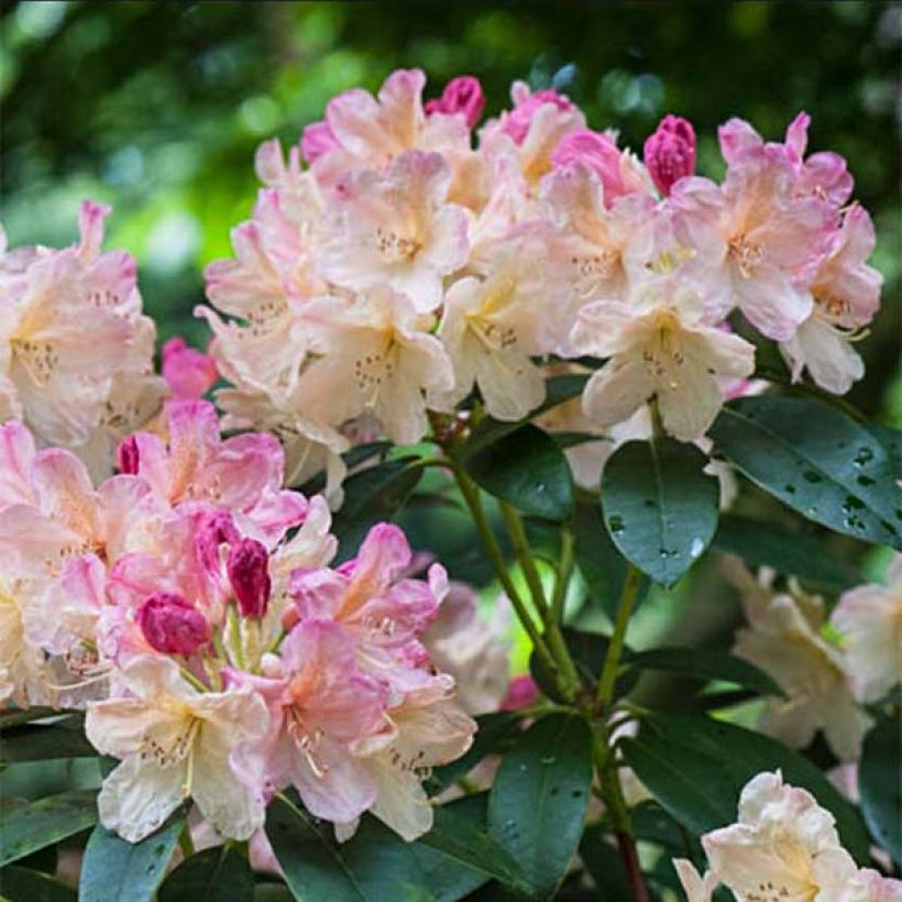 Rhododendron Percy Wiseman - Rododendro Anão (Floração)