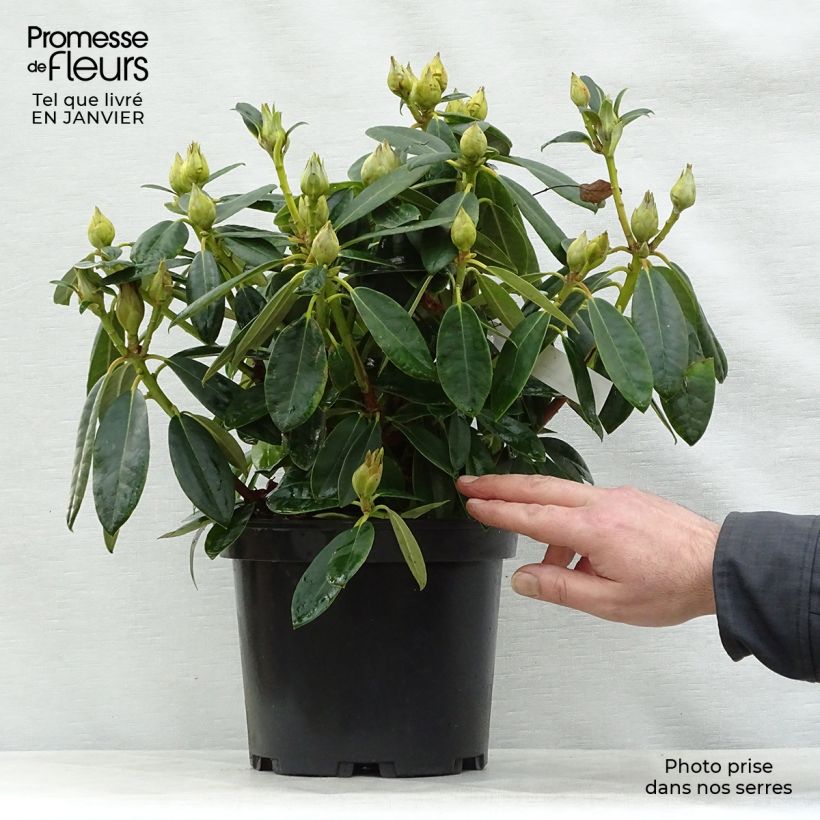 Amostra de Rhododendron Percy Wiseman - Rhododendron nain  Vaso de 3 L/4 L tal como entregue no inverno
