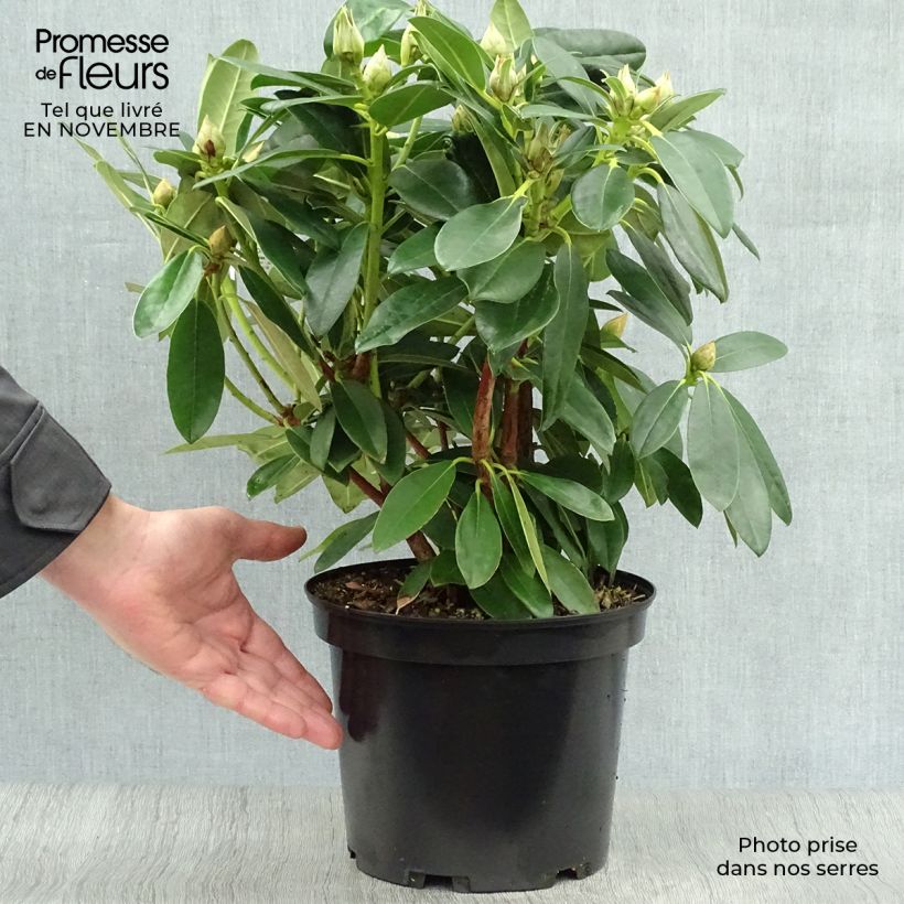 Amostra de Rhododendron Percy Wiseman - Rododendro Anão Vaso de 3 L/4 L tal como entregue no outono