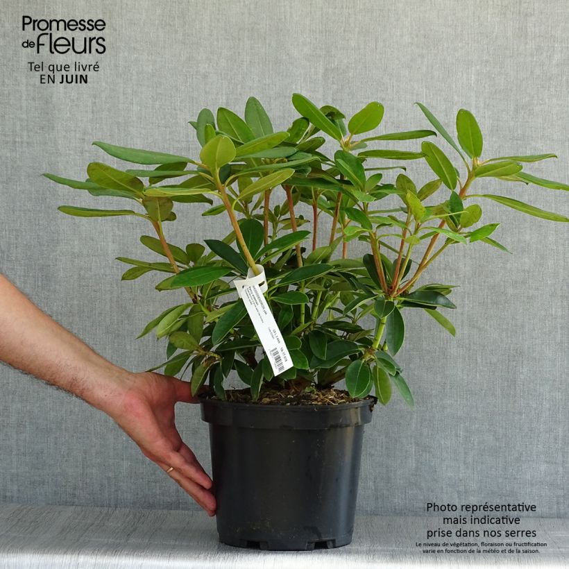 Amostra de Rhododendron Percy Wiseman - Rododendro Anão Vaso de 3 L/4 L tal como entregue no verão