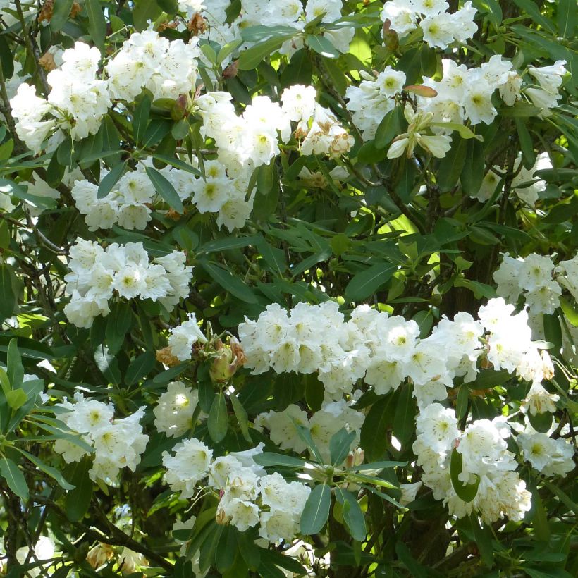 Rhododendron Polar Bear (Floração)
