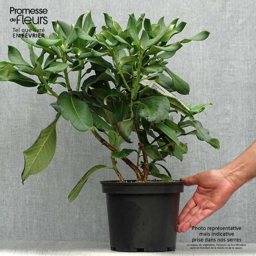 Amostra de Rhododendron Polar Bear Vaso de 4 L/5 L tal como entregue no outono
