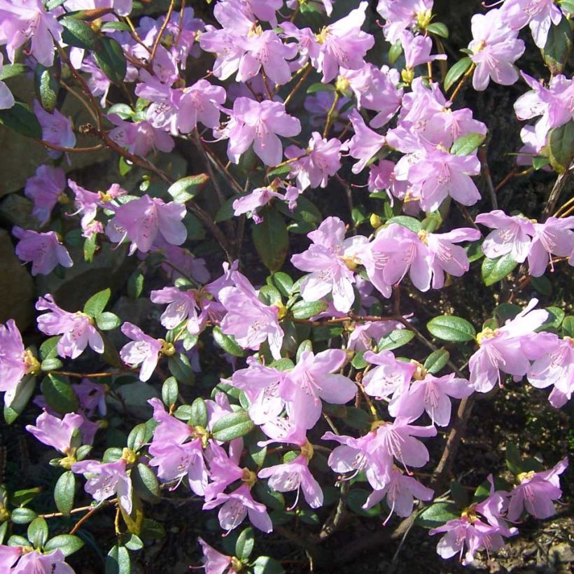 Rhododendron Praecox - Rododendro Anão (Floração)
