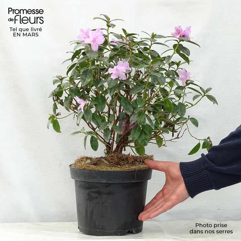 Amostra de Rhododendron Praecox - Rododendro Anão Vaso de 2 L/3 L tal como entregue na primavera