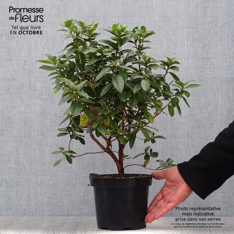 Amostra de Rhododendron Praecox - Rododendro Anão Vaso de 2 L/3 L tal como entregue no outono