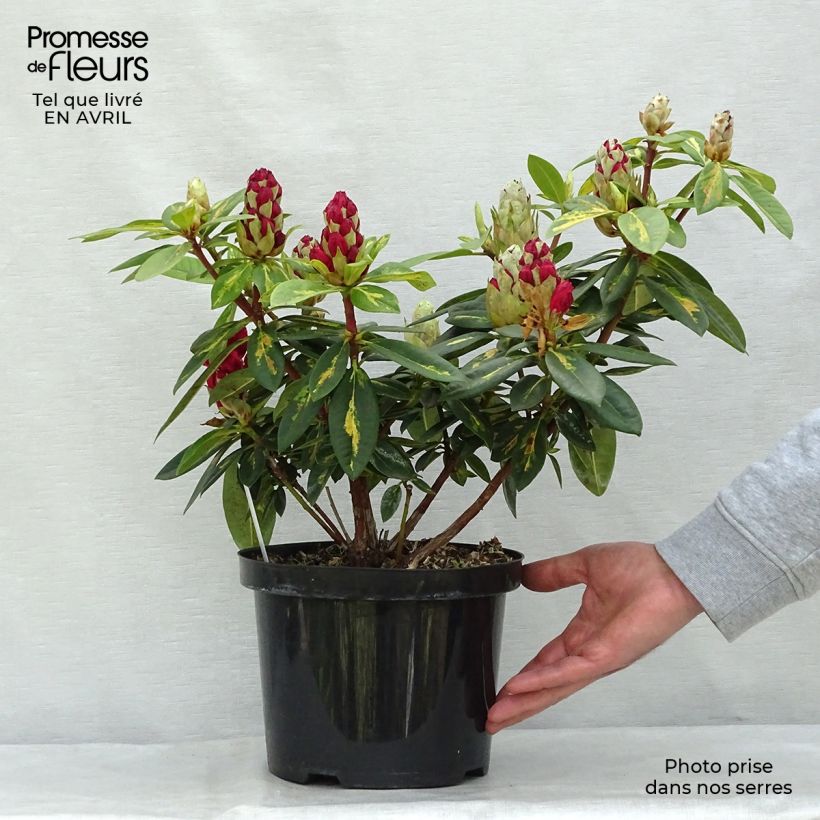 Amostra de Rhododendron Président Roosevelt Vaso de 4 L/5 L tal como entregue na primavera