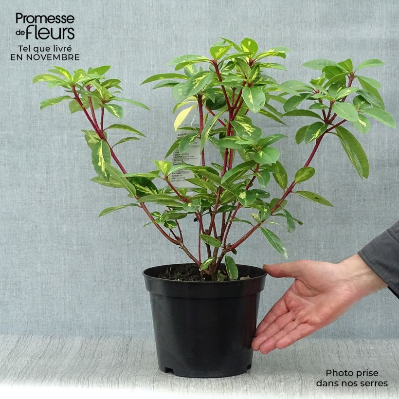 Amostra de Rhododendron Président Roosevelt Vaso de 4 L/5 L tal como entregue no outono
