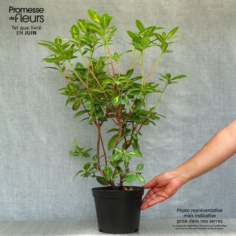 Amostra de Rhododendron Président Roosevelt Vaso de 4 L/5 L tal como entregue no verão