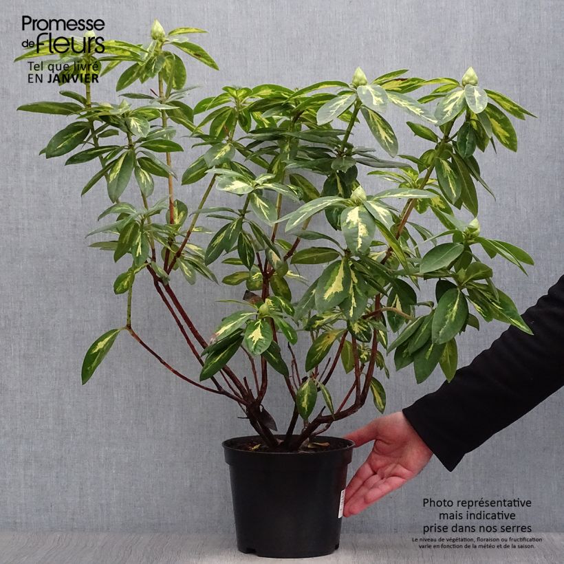 Amostra de Rhododendron Président Roosevelt Vaso de 4 L/5 L tal como entregue no inverno