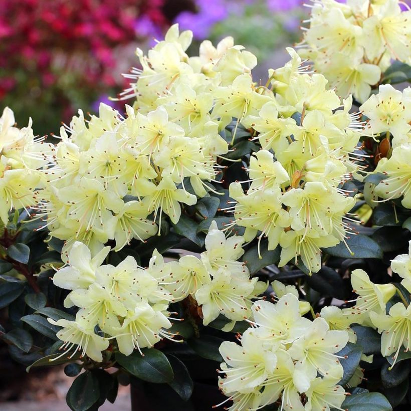 Rhododendron Princess Anne (Floração)