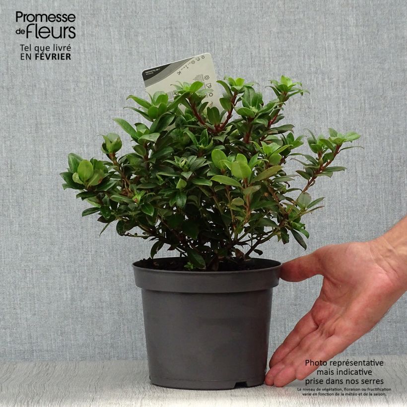 Amostra de Rhododendron Princess Anne Vaso de 2 L/3 L tal como entregue no outono
