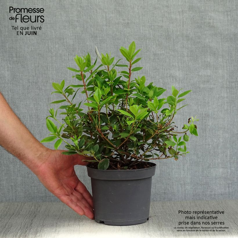 Amostra de Rhododendron Princess Anne Vaso de 2 L/3 L tal como entregue no verão