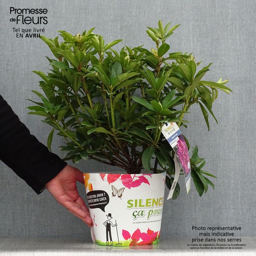 Amostra de Rhododendron Red Eye Vaso de 4 L/5 L tal como entregue na primavera