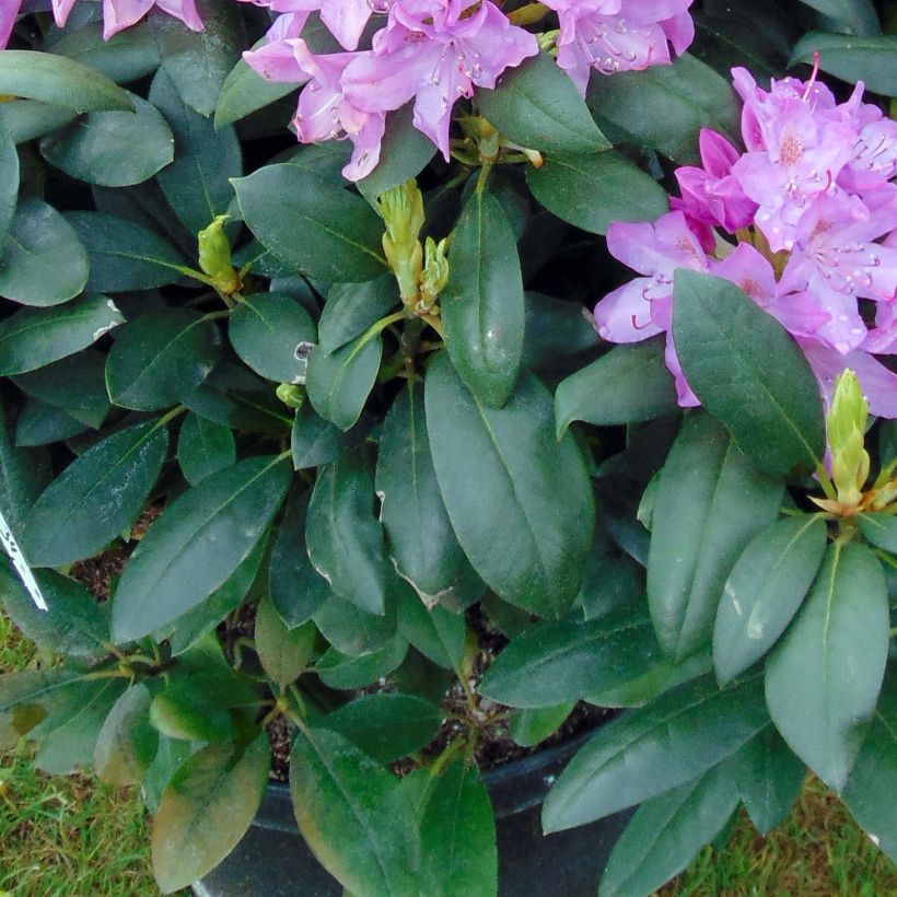 Rhododendron Roseum Elegans (Folhagem)