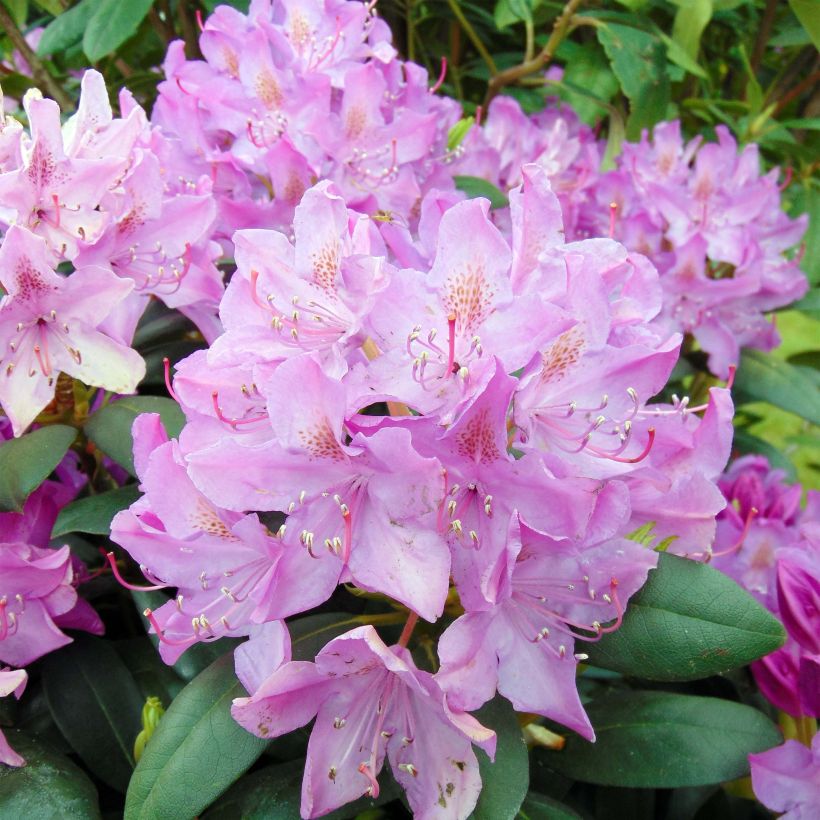 Rhododendron Roseum Elegans (Floração)