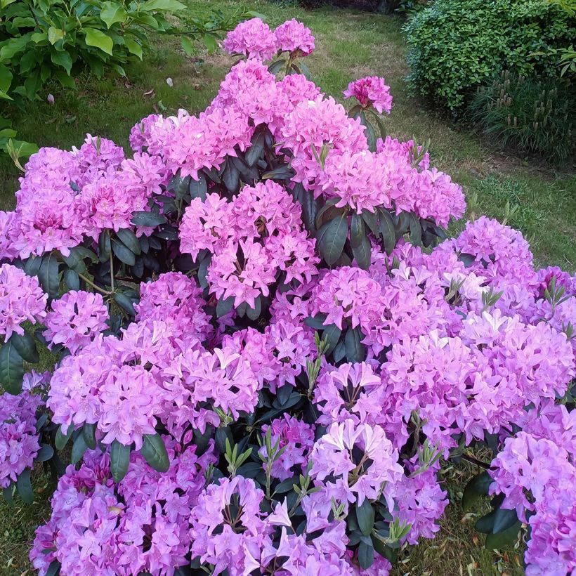 Rhododendron Roseum Elegans (Hábito)