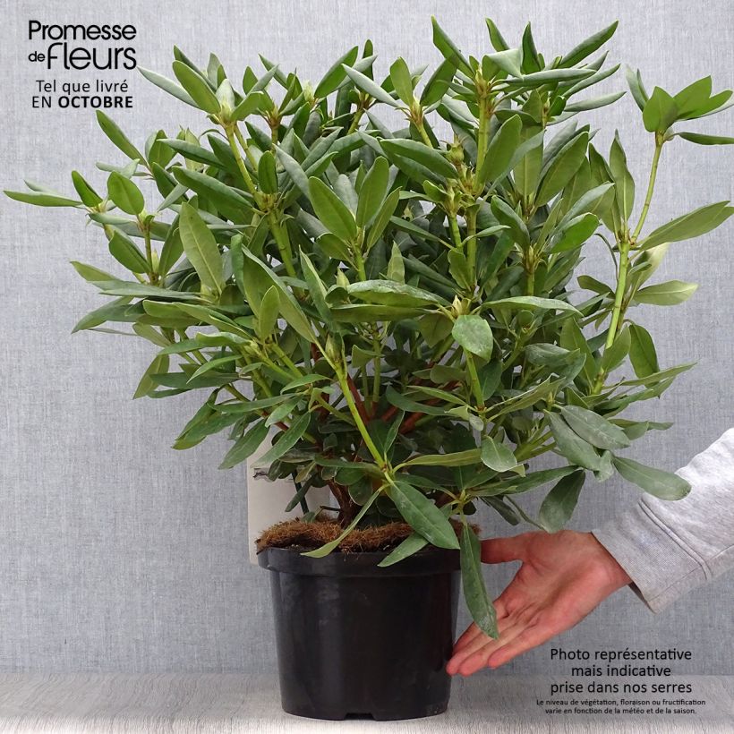 Amostra de Rhododendron Roseum Elegans Vaso de 4 L/5 L tal como entregue no outono