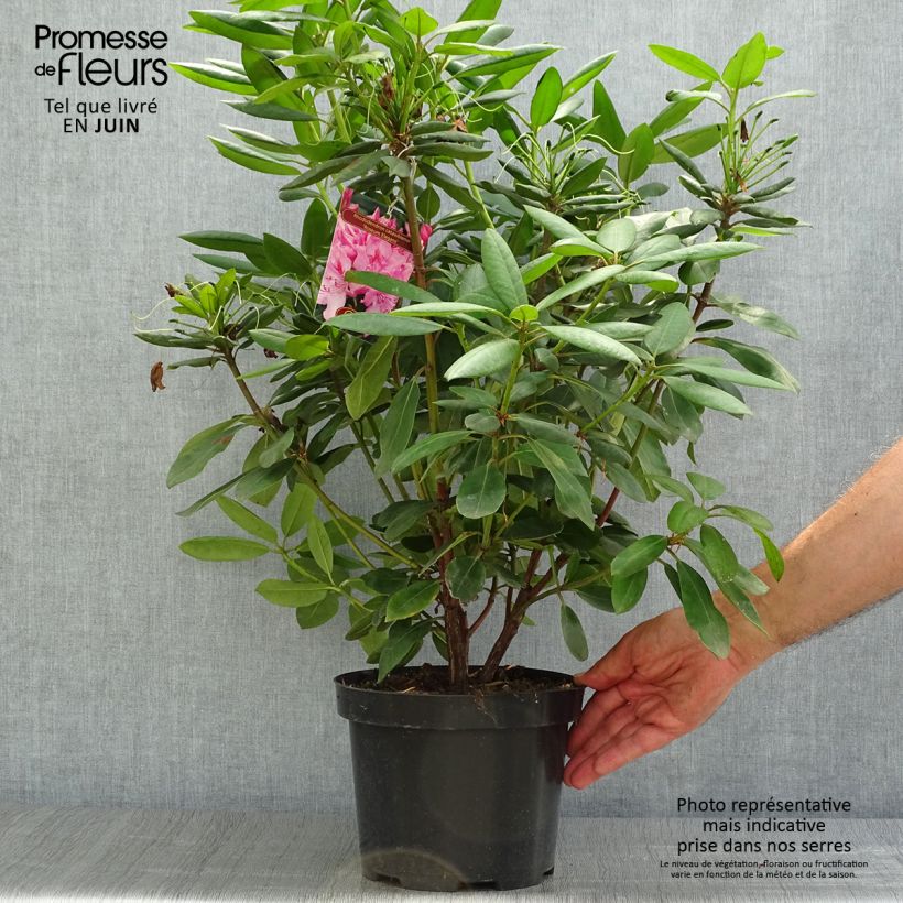 Amostra de Rhododendron Roseum Elegans Vaso de 4 L/5 L tal como entregue no verão