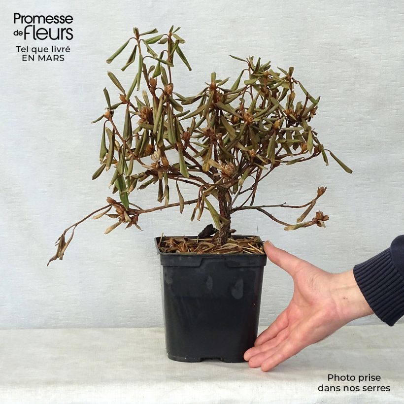 Amostra de Rhododendron Saffron Queen - Rododendro Anão Vaso de 3 L/4 L tal como entregue na primavera