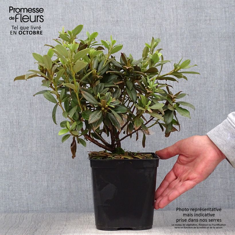 Amostra de Rhododendron Saffron Queen - Rododendro Anão Vaso de 3 L/4 L tal como entregue no outono