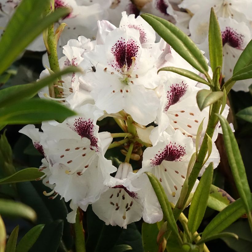 Rhododendron Sappho (Floração)