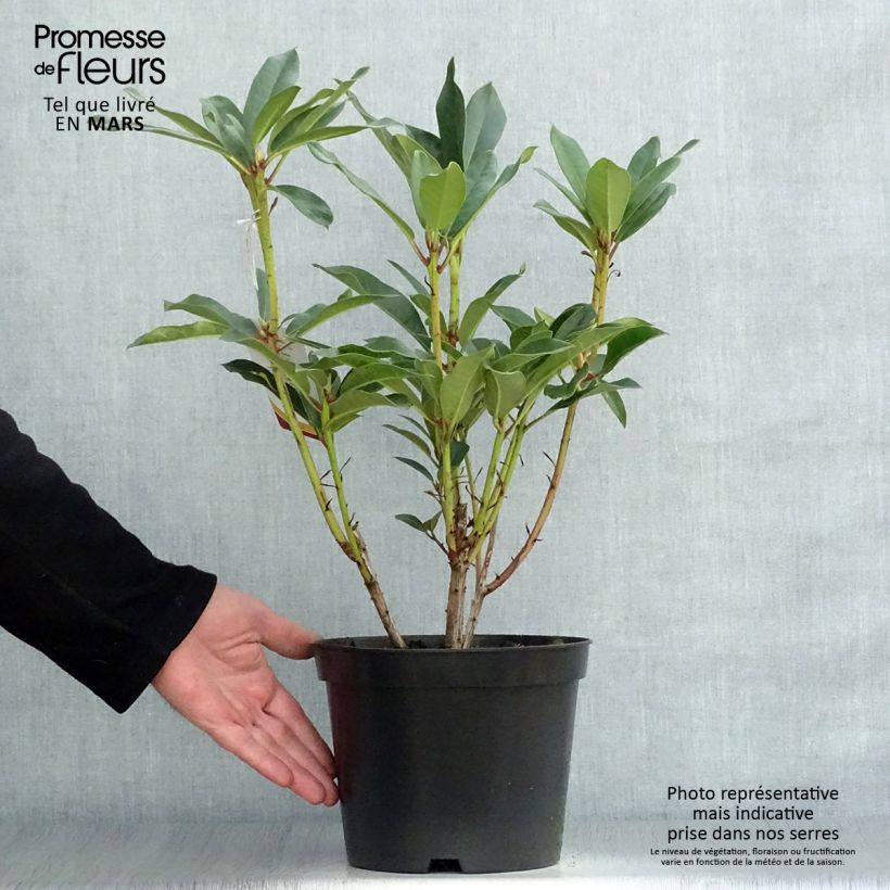 Amostra de Rhododendron Sappho Vaso de 4 L/5 L tal como entregue na primavera