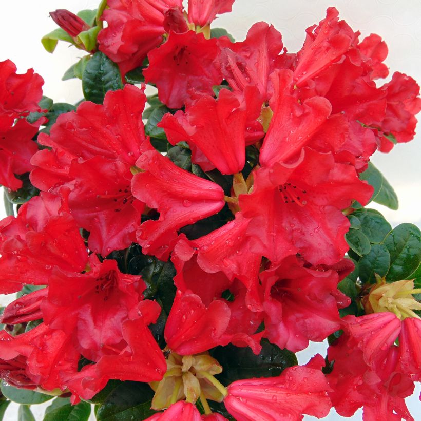 Rhododendron Scarlet Wonder - Rododendro Anão (Floração)