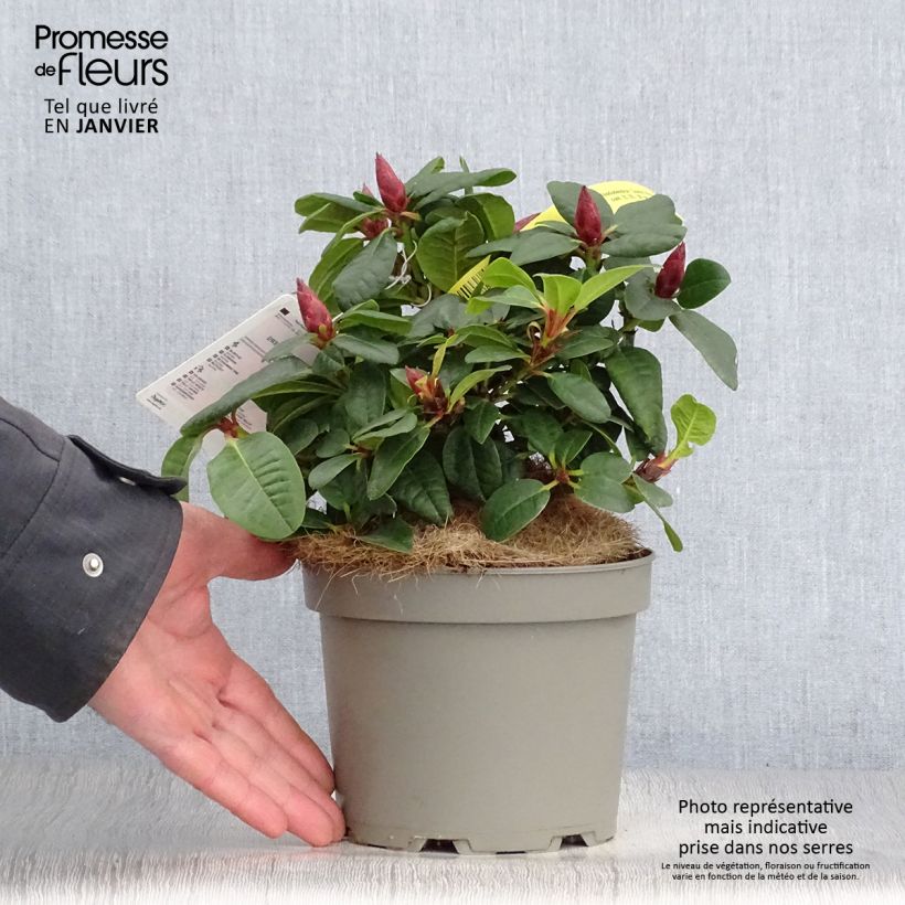 Amostra de Rhododendron Scarlet Wonder - Rododendro Anão Vaso de 2 L/3 L tal como entregue no inverno