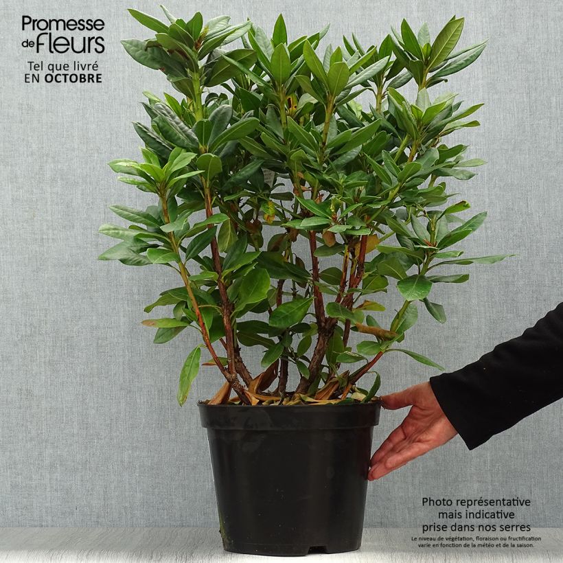 Amostra de Rhododendron Scarlet Wonder - Rododendro Anão Vaso de 2 L/3 L tal como entregue no outono