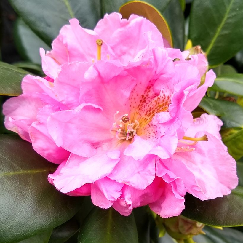 Rhododendron Scintillation (Floração)