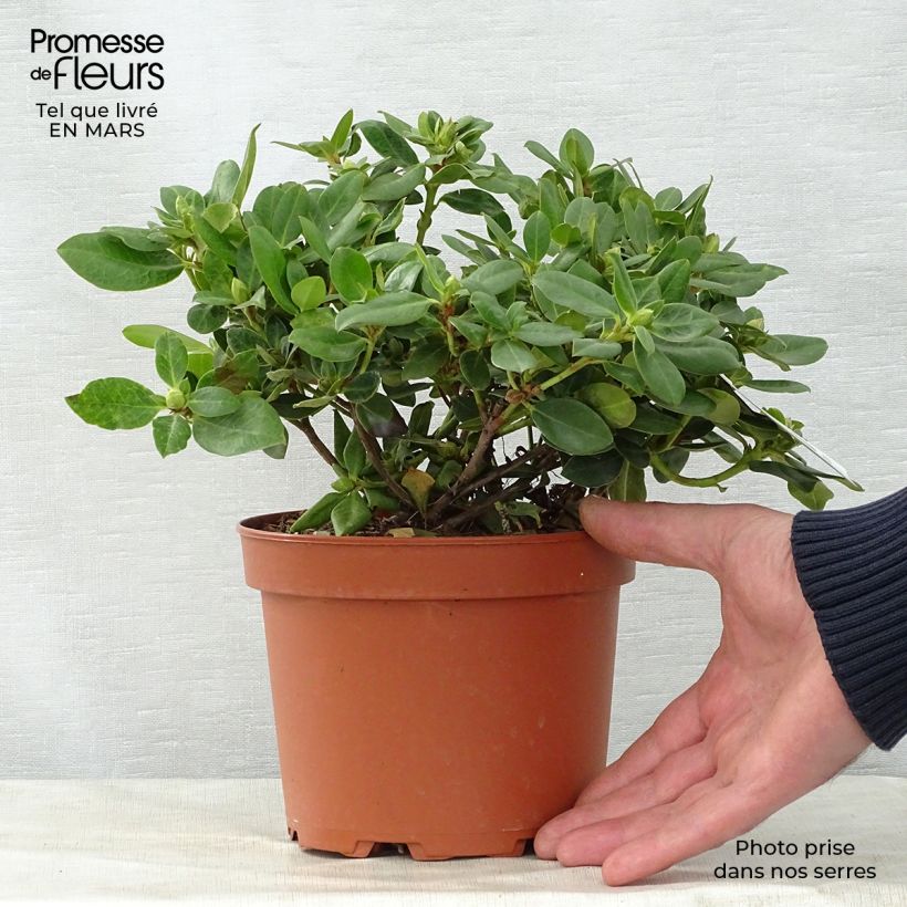 Amostra de Rhododendron Shamrock - Rododendro Anão Vaso de 2 L/3 L tal como entregue na primavera