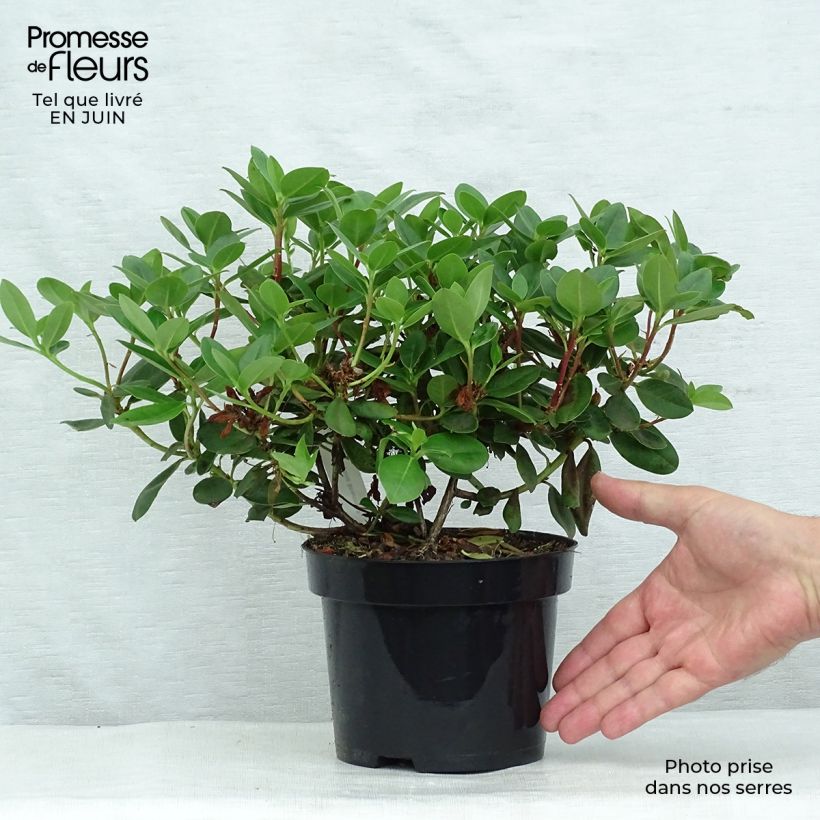 Amostra de Rhododendron Shamrock - Rododendro Anão Vaso de 2 L/3 L tal como entregue no verão