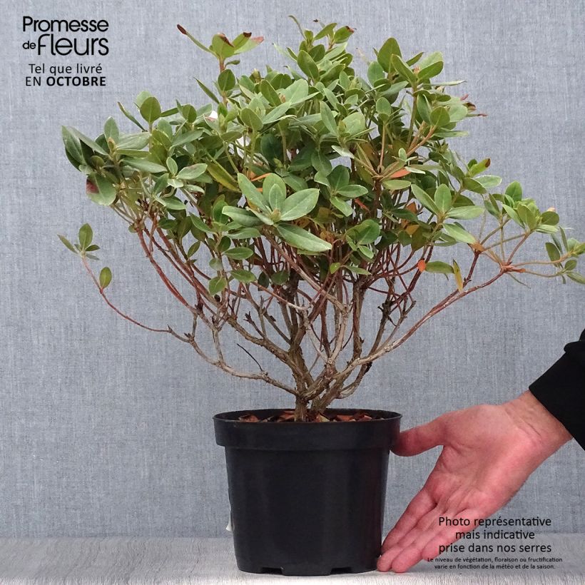 Amostra de Rhododendron Shamrock - Rododendro Anão Vaso de 2 L/3 L tal como entregue no outono