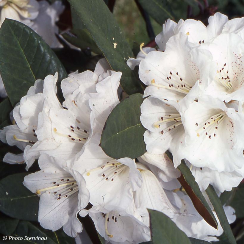 Rhododendron Sir Charles Lemon (Floração)
