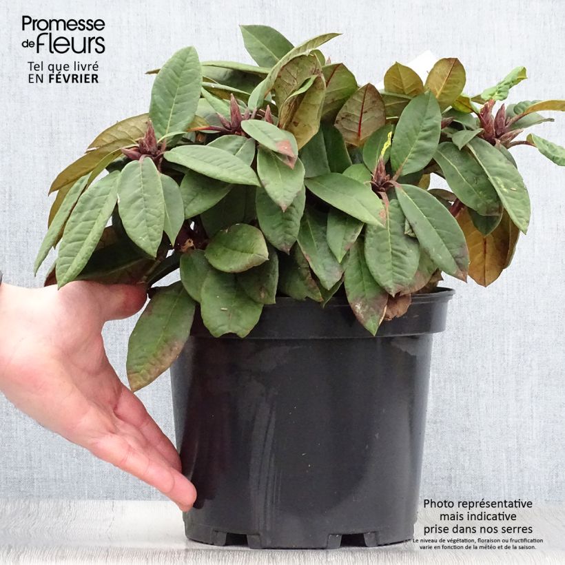 Amostra de Rhododendron Sir Charles Lemon - Grand rhododendron. Pot de 4L/5L tal como entregue no inverno