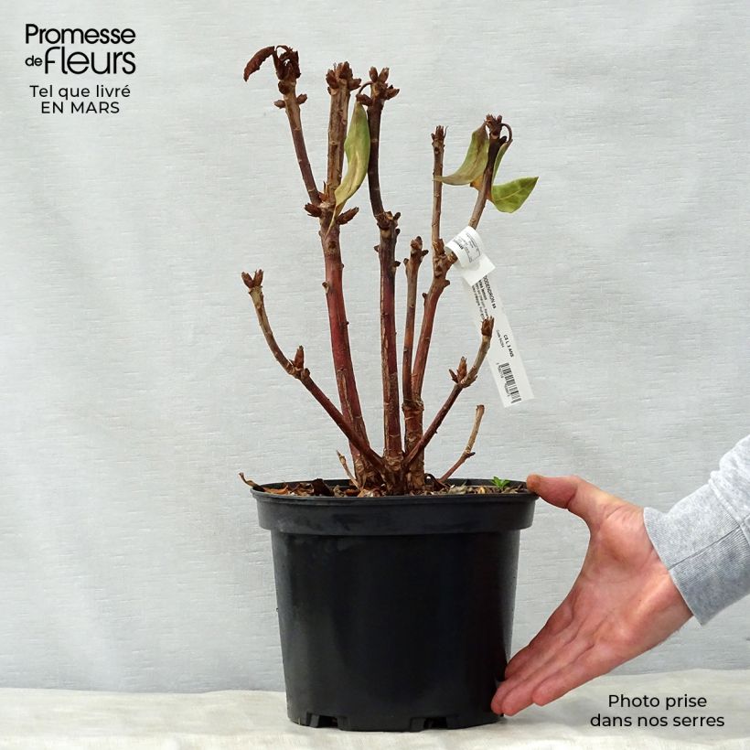 Amostra de Rhododendron Sir Charles Lemon Vaso de 4 L/5 L tal como entregue na primavera