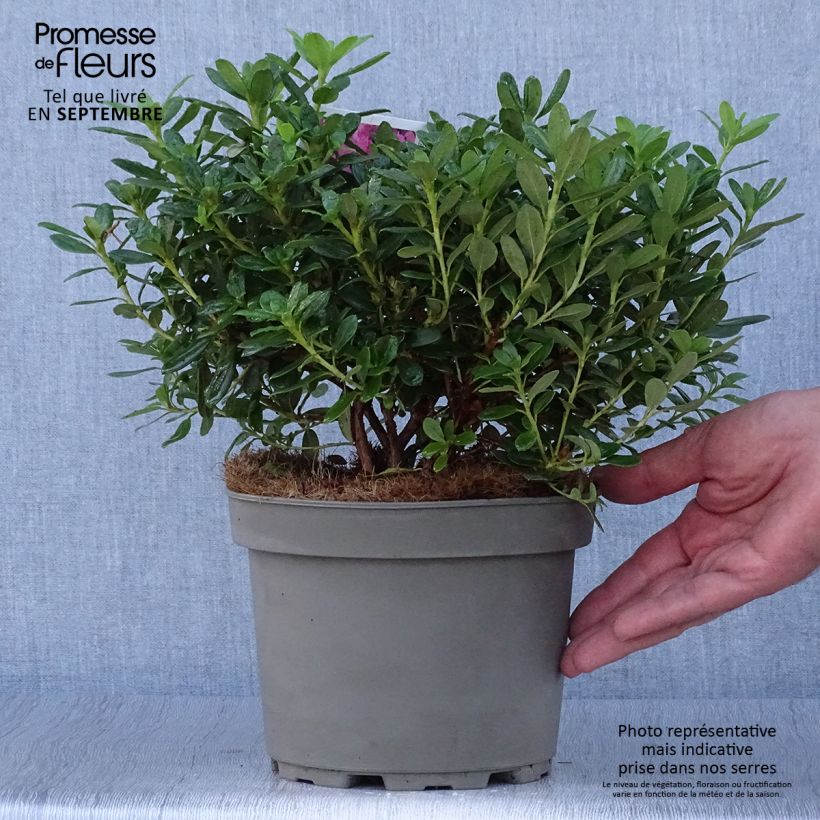 Amostra de Rhododendron Snipe Vaso de 2 L/3 L tal como entregue no outono