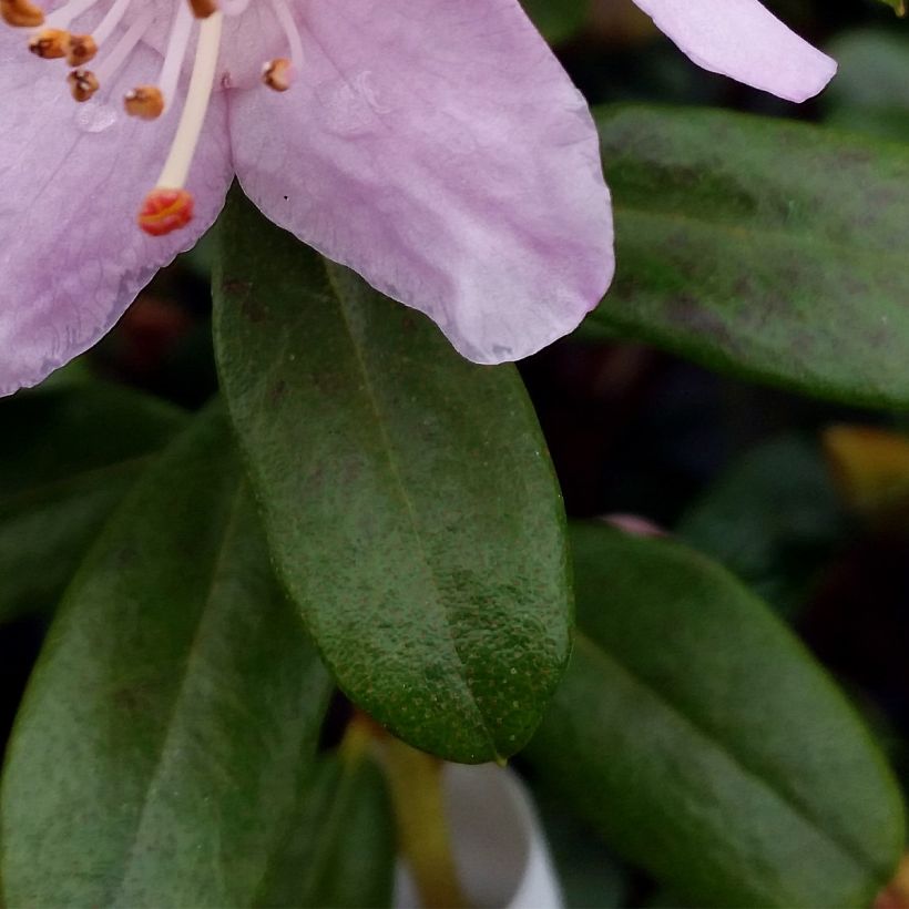 Rhododendron Snipe (Folhagem)