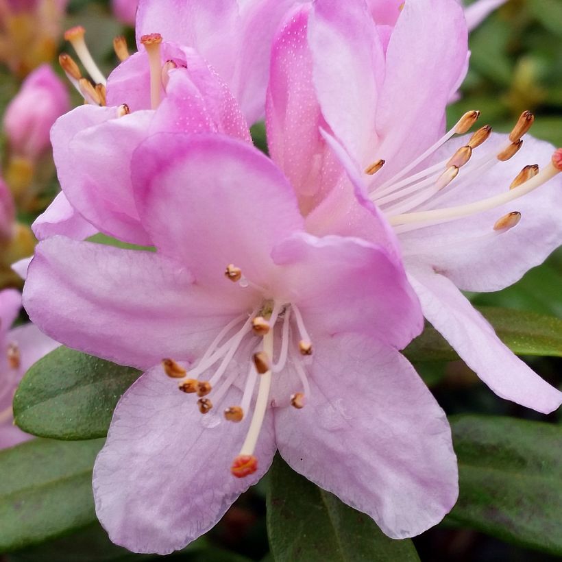 Rhododendron Snipe (Floração)