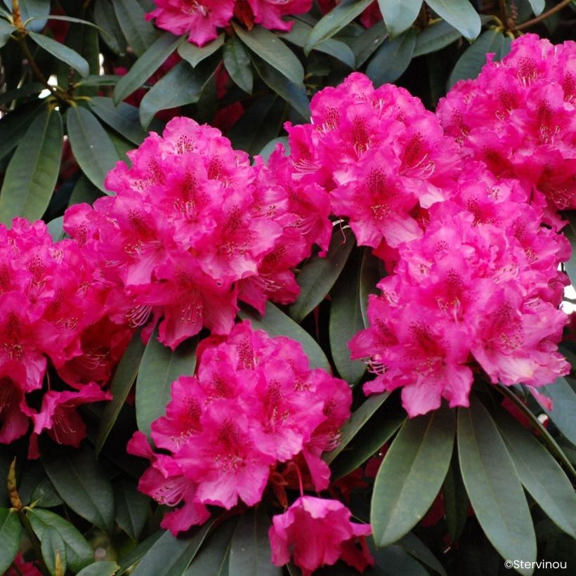 Rhododendron Souvenir de J. Broughton (Floração)