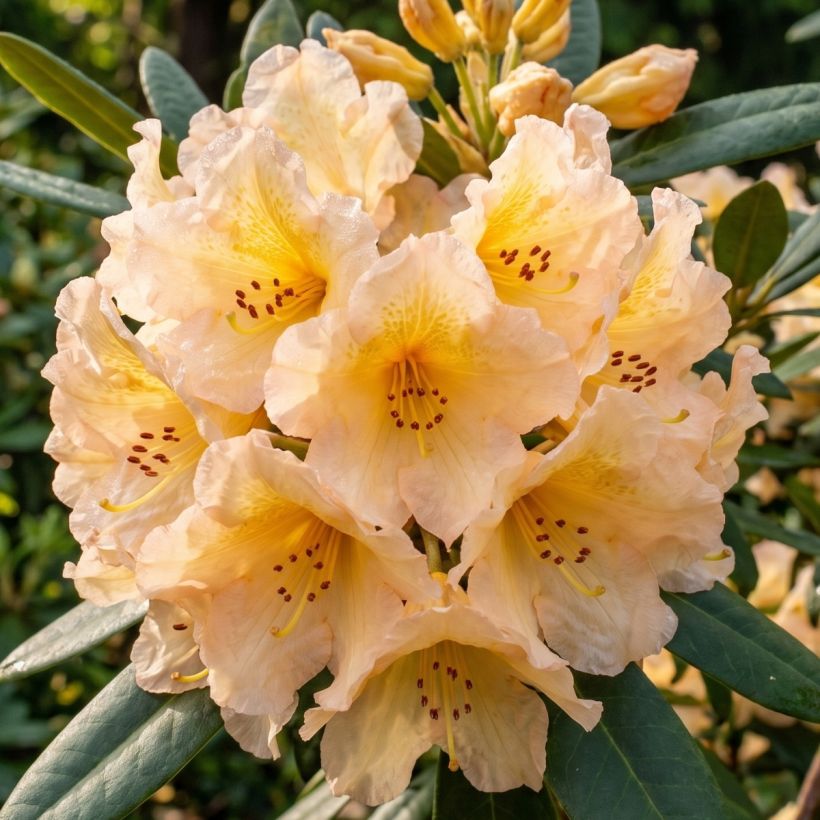 Rhododendron Tortoiseshell Yellow (Floração)