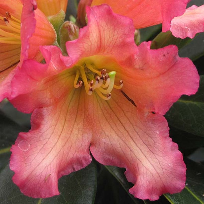 Rhododendron Unique Marmalade (Floração)