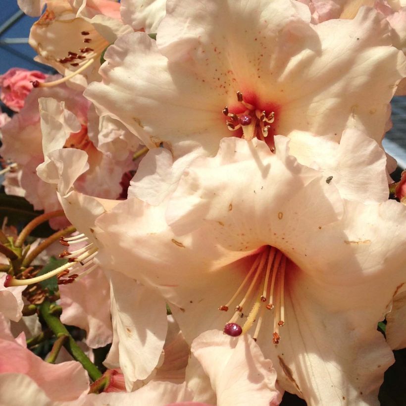 Rhododendron Virginia Richards (Floração)