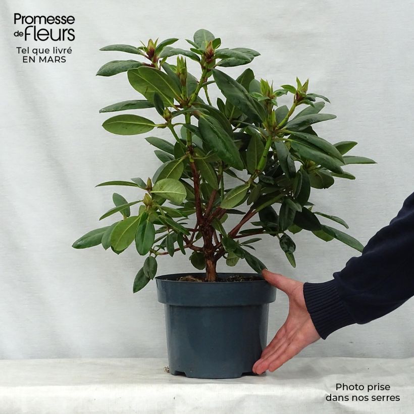 Amostra de Rhododendron Virginia Richards Vaso de 4 L/5 L tal como entregue na primavera