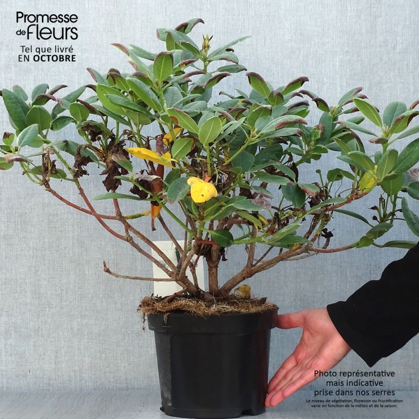 Amostra de Rhododendron Virginia Richards Vaso de 4 L/5 L tal como entregue no outono