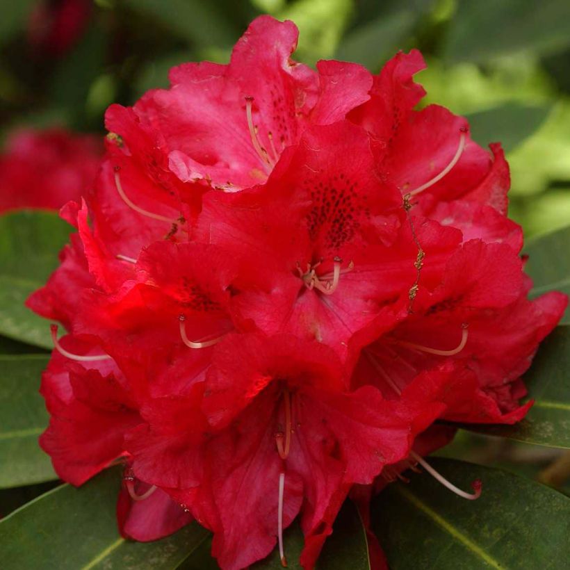 Rhododendron Wilgen's Ruby (Floração)