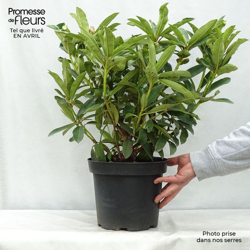 Amostra de Rhododendron Wilgen's Ruby Vaso de 4 L/5 L tal como entregue na primavera
